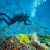 13 of the absolute best Scuba Diving Sites in South Africa
