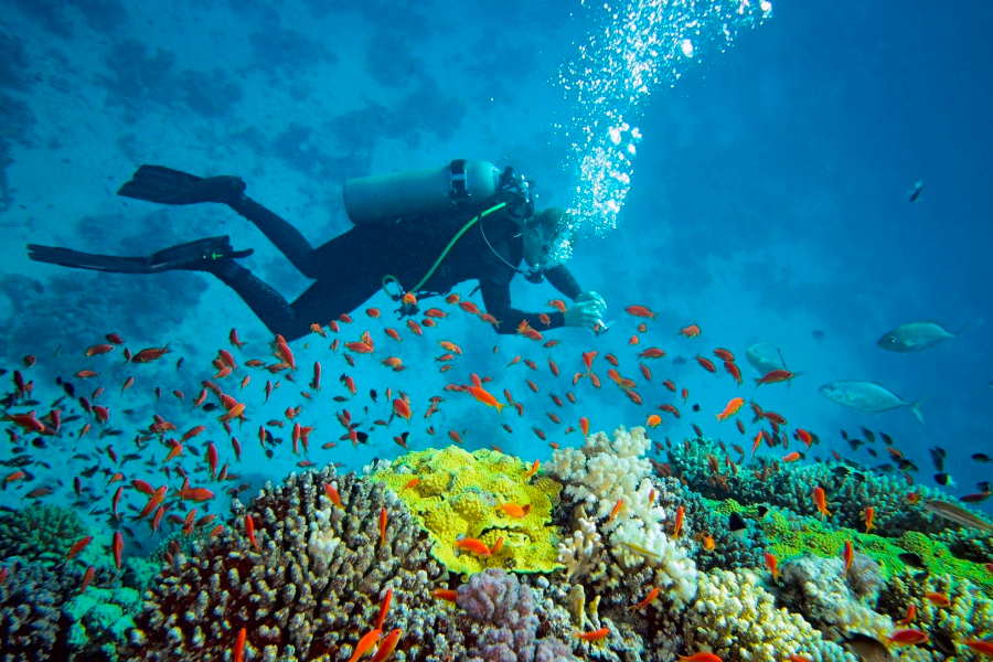 13 of the absolute best Scuba Diving Sites in South Africa