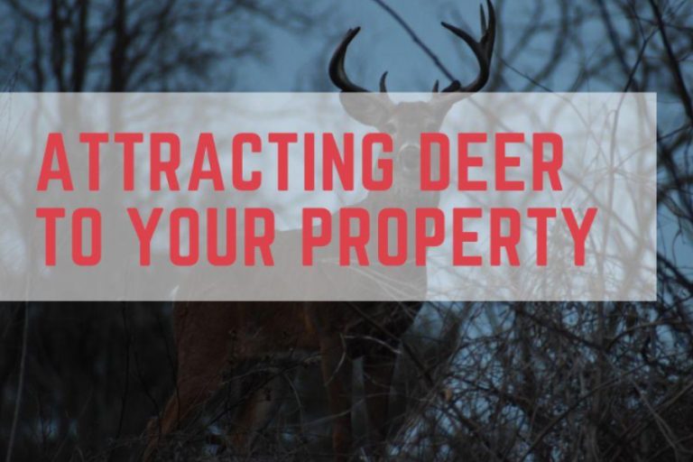 Attracting Deer to Your Property Strategies for Successful Wildlife