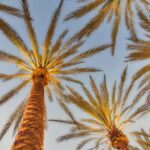 A Guide to Date Farms in Madinah
