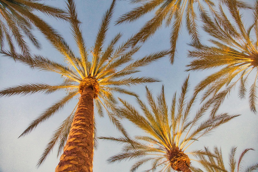 A Guide to Date Farms in Madinah